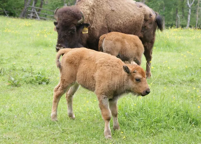 Charmante Fuer Paerchen * Kasperske Hory
